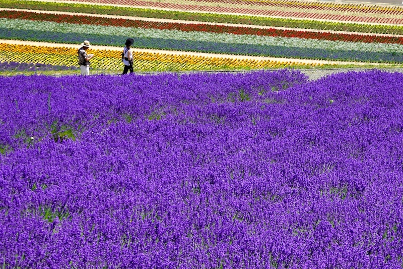 富良野・美瑛